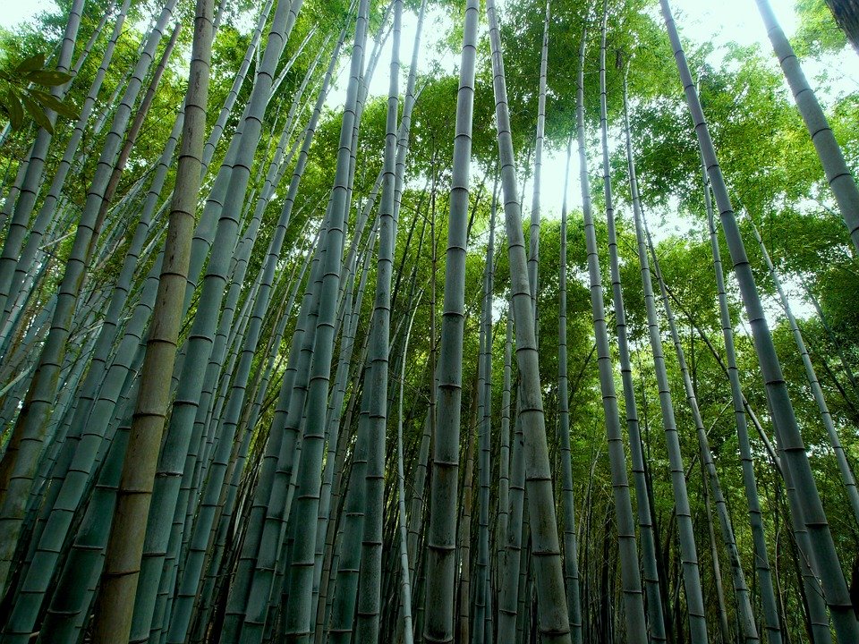 Vietnam Natural Bamboo Forests and Raw Materials