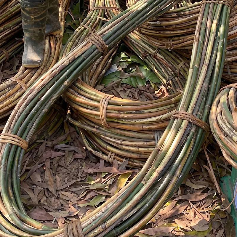 Raw untreated natural rattan vines bundled before industrial processing