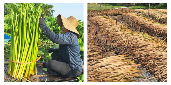 Harvesting and processing water hyacinth fibers in Vietnam